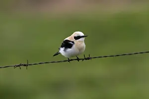 Black eared Wheatear, male western race (hispanica) Extremadura Spain