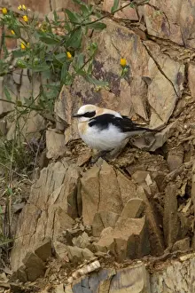 Black eared Wheatear, male western race (hispanica) Extremadura Spain