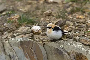 Black eared Wheatear, male western race (hispanica) Extremadura Spain