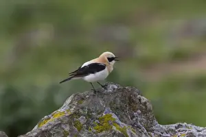 Black eared Wheatear singing, male western race (hispanica) Extremadura Spain