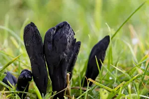 Body Prints: Black Earth-tongue (Trichoglossum hirsutum) fruiting bodies