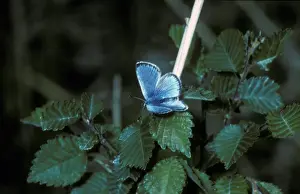 Aanimal Prints: Black-eyed Blue (Glaucopsyche melanops) Male / upper wing