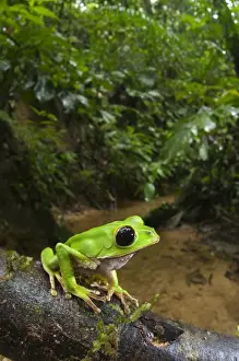 Tree Frog Prints: Black-eyed Monkey Treefrog (Phyllomedusa camba) adult male