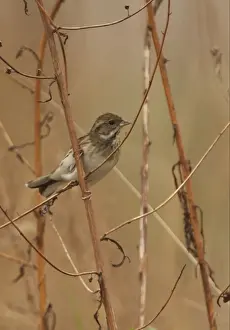 Black-faced Bunting (Emberiza spodocephala) adult female, perched on stem, Beidaihe, Hebei, China, may