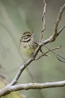 Oriental Prints: Black-faced Bunting (Emberiza spodocephala personata) Masked Bunting
