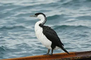Black-faced Cormorant (Phalacrocorax fuscescens) adult, standing on rusty metal beside sea, Kangaroo Island