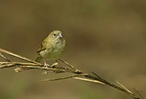 Black-faced Grassquit (Tiaris bicolor omissus) adult female, perched on stem, Fond Doux Plantation, St