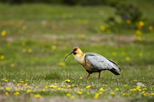 Steppes Prints: Black-faced Ibis (Theristicus melanopis) adult, walking on grass, Torres del Paine N. P
