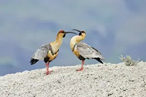 Interacting Prints: Black-faced Ibis (Theristicus melanopis) adult pair