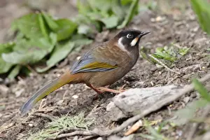 Meili Xue Shan Prints: Black-faced Laughingthrush (Garrulax affinis) adult
