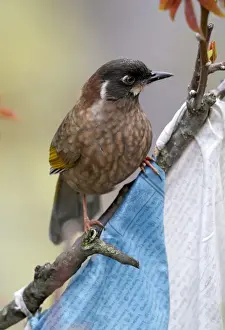 Black-faced Laughingthrush (Garrulax affinis) adult, perched on branch with Tibetan prayer flags, Yunnan, China, april