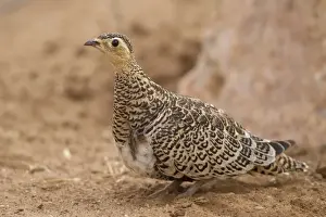 Kenyan Prints: Black-faced Sandgrouse (Pterocles decoratus) adult female