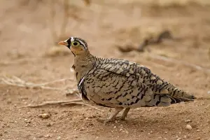 Black-faced Sandgrouse (Pterocles decoratus) adult male, standing in dry savannah, Samburu National Reserve, Kenya
