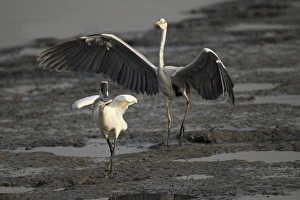 Black-faced Spoonbill (Platalea minor) adult, with fish in beak, threatened by Grey Heron (Ardea cinerea), Hong Kong, China, november