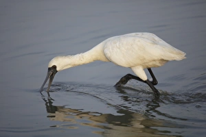 Black-faced Spoonbill (Platalea minor) adult, non-breeding plumage, feeding in water, Nam Sang Wai, New Territories