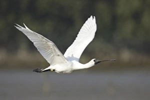 Black-faced Spoonbill (Platalea minor) adult, non-breeding plumage, in flight, with coloured leg rings, Nam Sang Wai