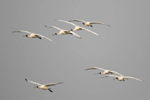 Site Prints: Black-faced Spoonbill (Platalea minor) flock