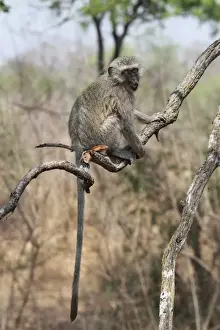 Zambian Prints: Black-faced Vervet Monkey (Chlorocebus aethiops) immature