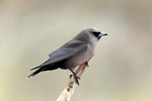 Northern Territory Prints: Black-faced Woodswallow (Artamus cinereus) adult