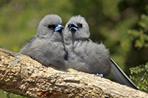 Fledglings Prints: Black-faced Woodswallow (Artamus cinereus) two young