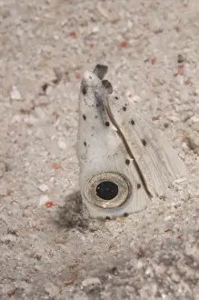 Black-finned Snake Eel (Ophichthus melanochir) adult, close-up of head, buried in sand, Mabul Island, Sabah, Borneo, Malaysia