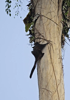 Rodent Prints: Black Flying Squirrel (Aeromys tephromelas) adult