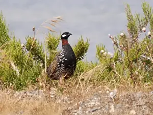 Gamebird Prints: Black Francolin (Francolinus francolinus) adult male