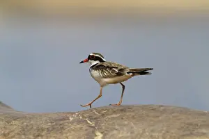 Plovers Prints: Black-fronted Dotterel (Elseyornis melanops) adult