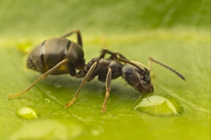 Drops Prints: Black Garden Ant (Lasius niger) adult