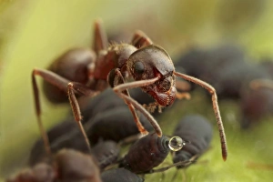 Black Garden Ant (Lasius niger) adult, worker feeding on honeydew from Black Bean Aphid (Aphis fabae), Leicestershire, England, june