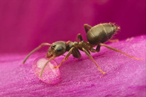 Black Garden Ant (Lasius niger) adult, drinking from water droplet on Foxglove (Digitalis sp. ) flower, Leicestershire