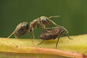 Black Garden Ant (Lasius niger) adult, trying to encourage aphid to secrete honeydew