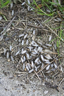 Black Garden Ant (Lasius niger) winged adults, group emerging from nest in garden, Suffolk, England, july