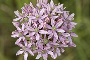 Southeastern Europe Prints: Black Garlic (Allium nigrum) close-up of flowers