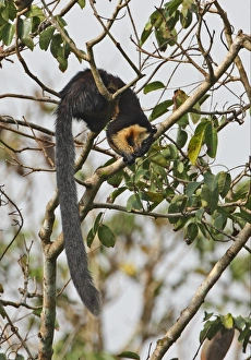 Black Giant Squirrel (Ratufa bicolor) adult, feeding on fruit in tree, Kaeng Krachan N. P. Thailand, november