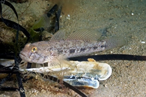 Gobies Prints: Black Goby (Gobius niger) adult