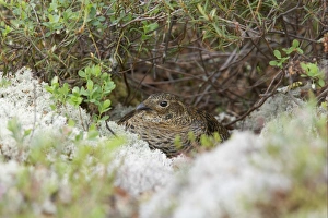 Hens Prints: Black Grouse (Tetrao tetrix) adult female, sitting on nest, Finland