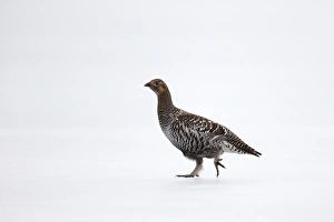 Black Grouse (Tetrao tetrix) adult female, walking on snow, Finland, April