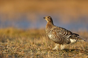 Black Grouse (Tetrao tetrix) adult female, standing on bog, Finland, April