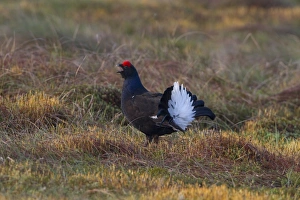 Grouse Prints: Black Grouse (Tetrao tetrix) adult male, calling and displaying at lek, Wales, april