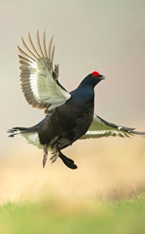 Grouse Prints: Black Grouse (Tetrao tetrix) adult male