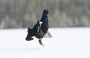 Black Grouse (Tetrao tetrix) adult male, displaying at lek in snow, Finland, march