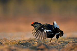 Black Grouse (Tetrao tetrix) adult male, displaying at lek on taiga bog, Finland, April