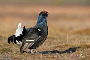 Black Grouse (Tetrao tetrix) adult male, displaying at lek on taiga bog, Finland, April