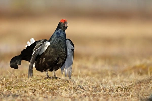 Black Grouse (Tetrao tetrix) adult male, displaying at lek on bog, Finland, April