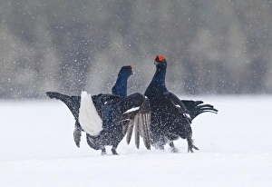 Black Grouse (Tetrao tetrix) two adult males, fighting at lek in snow, Finland, march