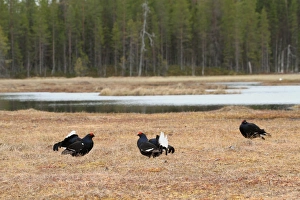 Black Grouse (Tetrao tetrix) three adult males, displaying at lek on taiga bog, Pinega Forest Reserve