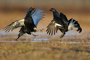 Black Grouse (Tetrao tetrix) two adult males, fighting at lek on bog, Finland, April