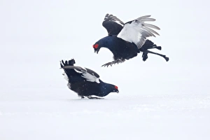 Black Grouse (Tetrao tetrix) two adult males, fighting on snow at lek, Finland, April