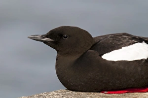 Seabird Prints: Black Guillemot (Cepphus grylle) adult